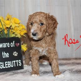 Labradoodle Puppies from Brock Farm Doodles