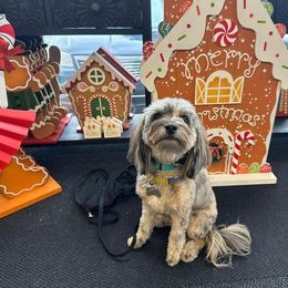 Aussiedoodle and Goldendoodle Puppies from Saddle Hill Farms