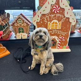 Aussiedoodle and Goldendoodle Puppies from Saddle Hill Farms