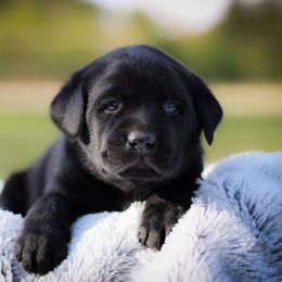 Black Baby Boy 1 Blue Collar - Black male Labrador Retriever puppy in Ulman, Missouri from Landon J Farms Labrador Retrievers