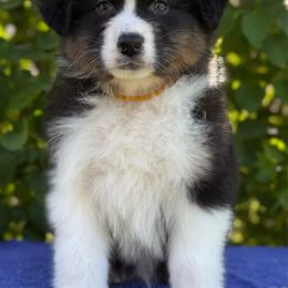 Pistachio - Black tri-color male Australian Shepherd puppy in Touchet, Washington from Northwest Rainbow Aussies and Golden Retrievers