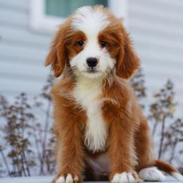 Hazel - Red female Bernedoodle puppy in Dundee, Ohio from Down Home Doodle