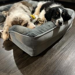 Aussiedoodle Puppies from White River Doodles