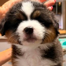 White label - Black tri male Miniature American Shepherd puppy in Rensselaerville, New York from Callen Kennels