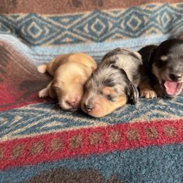 Dachshund puppies from Rustic Dachshunds