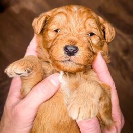 Freddy - male Australian Mountain Doodle puppy in South Jordan, Utah from Western Doodles Utah