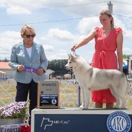 Siberian Husky All Grown Up from Howling Winds Siberians