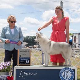 Siberian Husky All Grown Up from Howling Winds Siberians