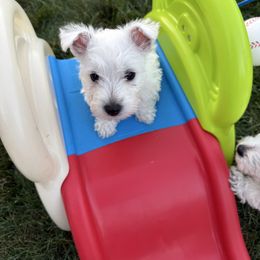 Rosie - White female West Highland White Terrier puppy in Central Ohio from Winchester West Highlands