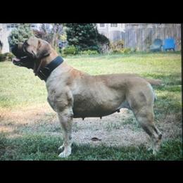 Boerboel Puppies from Relentless Boerboels