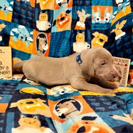 Blue Collar - Silver gray male Weimaraner puppy in Sevierville, Tennessee from K&K Weimaraners