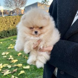 French Bulldog and Pomeranian Puppies from Sugarbomb