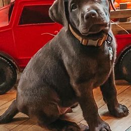 Labrador Retrievers from Remember Me Labrador Retrievers