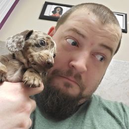 Dachshund Puppies from Newbern's Nuggets