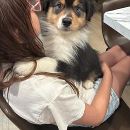 Beefy - Black tri-color male Australian Shepherd puppy in Croswell, Michigan from Hendra Family Aussies