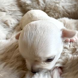 AKC Pearl, 4200.00 - Cream and white female Chihuahua puppy in Northern, Colorado from Wild Mountain Chihuahuas
