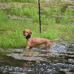 Ember - Vizsla