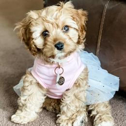 Cavapoos and Goldendoodles from Fitzdoodles