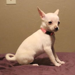 Sandy-Cream Female - Cream female Chihuahua puppy in Willamina, Oregon from Cherished Chihuahuas
