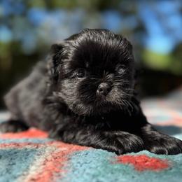 Male 1 - Black and white male Shih Tzu puppy in Mobile, Alabama from FluffyTail Shih Tzu