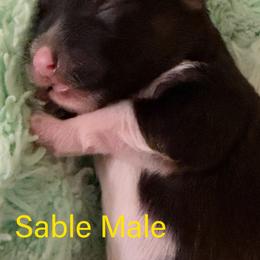 Sable Male - Sable male Chinese Crested puppy in Salt Lake City, Utah from Naked & Famous