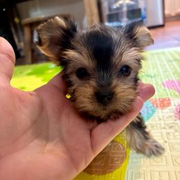 Pip - Blue and gold female Yorkshire Terrier puppy in Yuma, Arizona from Yuma Yorkie