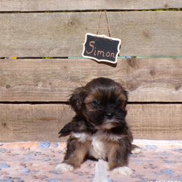 Simon - Brown male Lhasa Apso puppy in Jefferson, New York from Absolute Lhasa Love