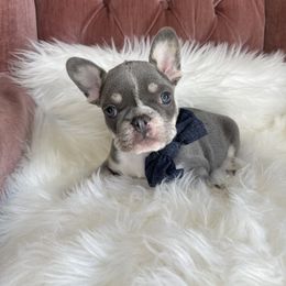 Charm - French Bulldog puppy in Petaluma, California from Luma Frenchies