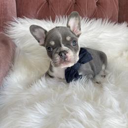 Charm - French Bulldog puppy in Petaluma, California from Luma Frenchies