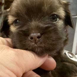 Indigo Shiranian - Fawn female Companion Cross puppy in Avoca, Michigan from Repurposed Paradise Farm