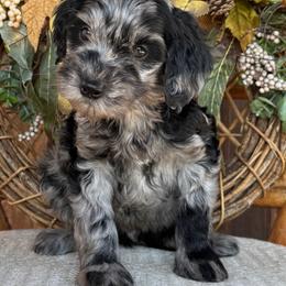 Cash - Merle male Goldendoodle puppy in Enumclaw, Washington from Owen-a-Doodle