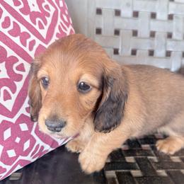 Honey - Red female Dachshund puppy in Town Creek, Alabama from PapaDox Miniature Dachshunds