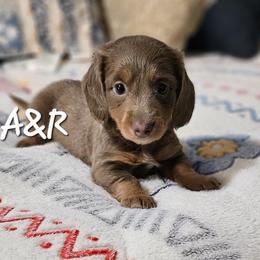 Dachshund Puppies from A&R Dachshund