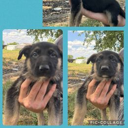 German Shepherd Puppies from Das Müller Hund Haus