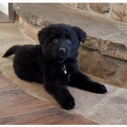 German Shepherd Puppies from Lux GSD