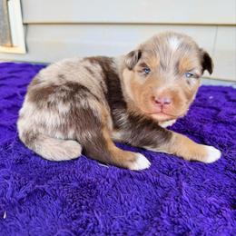 Steele - Red merle male Australian Shepherd puppy in Charlotte, North Carolina from Awesome Aussies