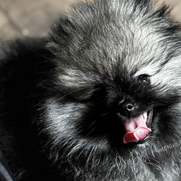 Pomeranians from Sunshines Pomeranians