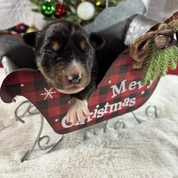 Black tri 4 - Black tri-color male Australian Shepherd puppy in Loganville, Georgia from Howell Aussies