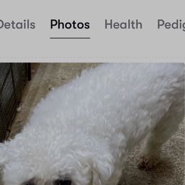 Maryann - White female Bichon Frise puppy in Cave City, Kentucky from Loretta's Pups