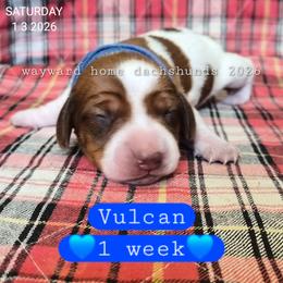 Vulcan - Piebald male Dachshund puppy in Harrodsburg, Kentucky from Wayward Home Dachshunds