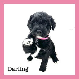 Darling - Schnoodle puppy in North Salt Lake, Utah from Isla Skye Puppies