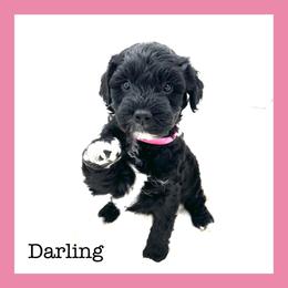 Darling - Schnoodle puppy in North Salt Lake, Utah from Isla Skye Puppies