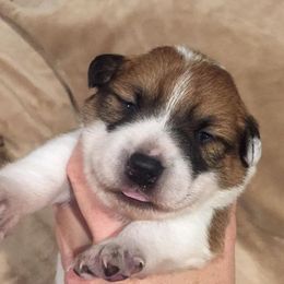 Pembroke Welsh Corgi Puppies from KBI FARM