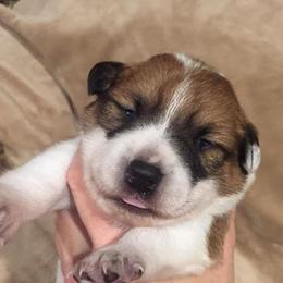 Pembroke Welsh Corgi Puppies from KBI FARM
