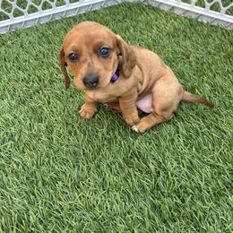 Purple - Red female Dachshund puppy in Corona, California from Long Dog Dachshund Pups