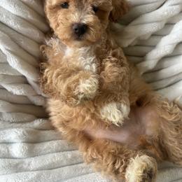 Havapoo puppies from West Cobb Dogs