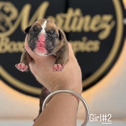 Girl 2 - Fawn female Boxer puppy in Orlando, Florida from Martinez AKC Boxers of Central Florida
