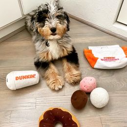 Aussiedoodle Puppies from Crystal Ridge Doodles
