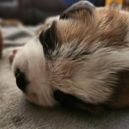 Saint Bernard Puppies from Amber's Saint Bernards