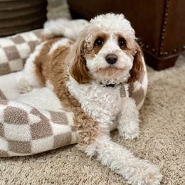 Oakley - Cavapoo